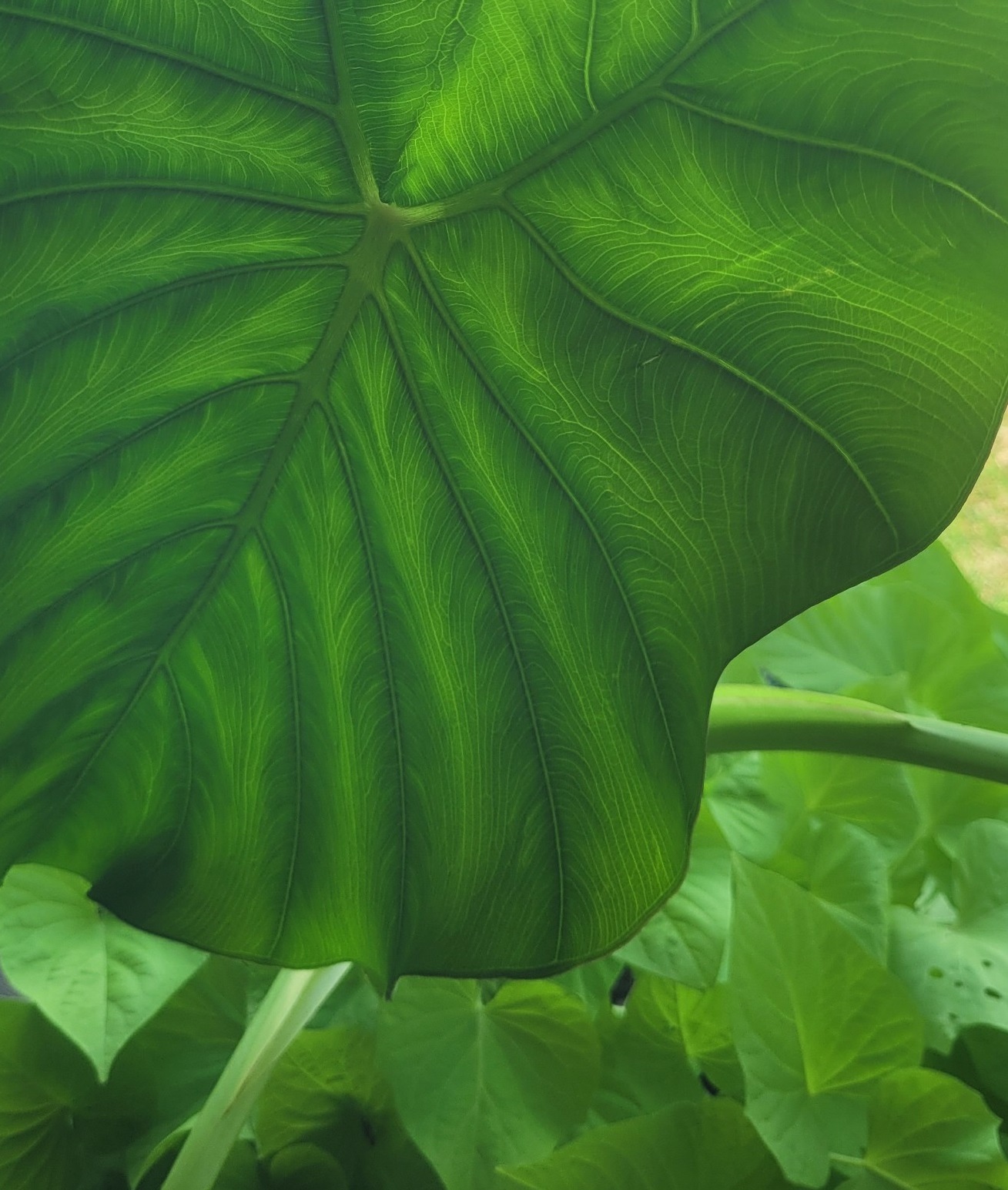 Close up picture of an elephant ear frond.